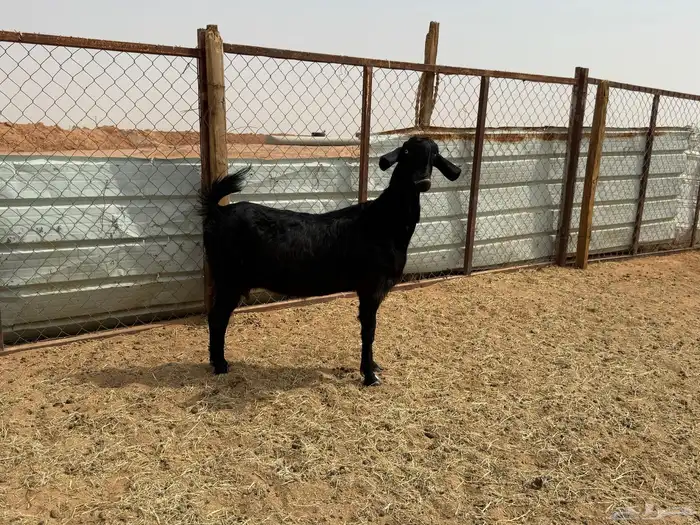 البيع عنز شامية في الخرج 4