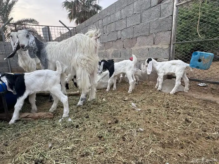 معزى وحريات بو تركي بالخرج خيارك الأفضل إذا دراهمك واجد ياحب 15