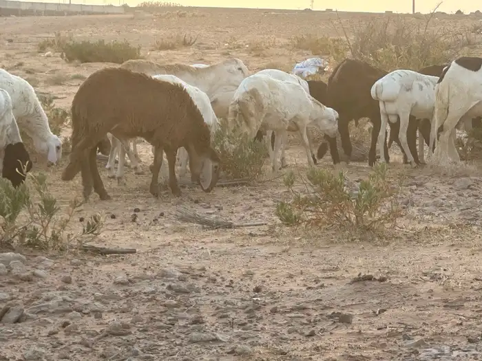 برابر وسواكن مرابي 59