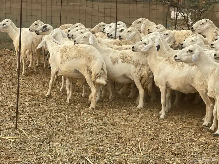 غنم حريات مراح وحد ولد ودفيع غنم كفو منوة القاني 5