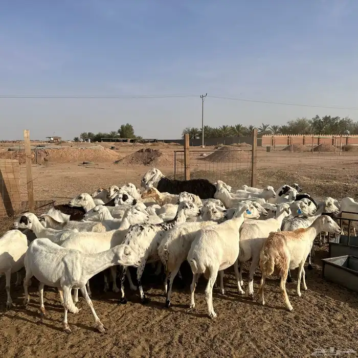 للبيع غنم مهاجين رفيد وحري دفيع 3