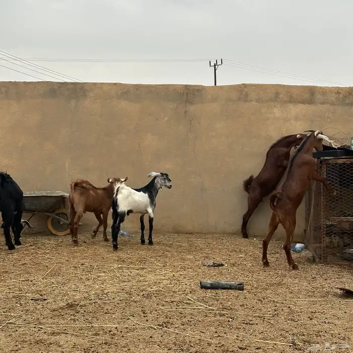 تيوس كفوو للبيع 4