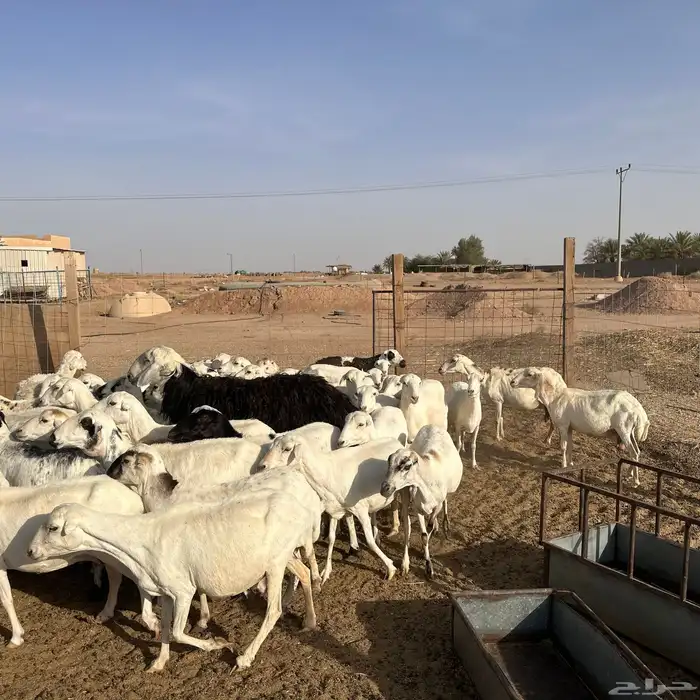 للبيع غنم مهاجين رفيد وحري دفيع 1