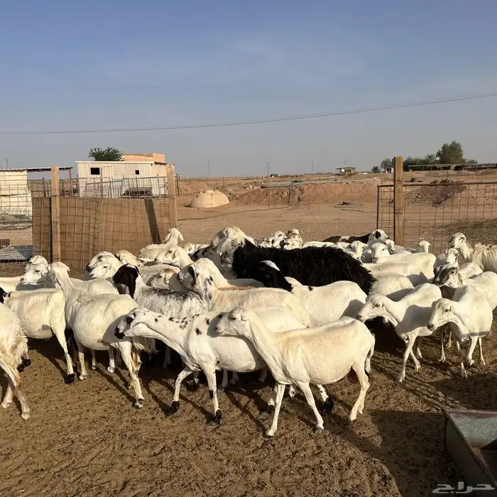 للبيع غنم مهاجين رفيد وحري دفيع 0