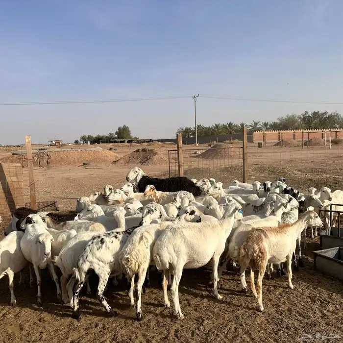 للبيع غنم مهاجين رفيد وحري دفيع 5