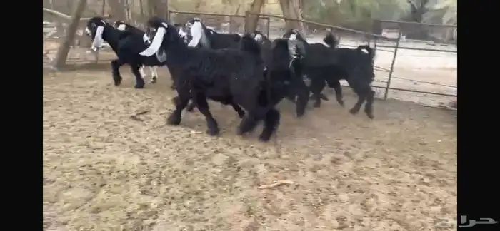للبيع 8 جفار عوارض بفحلها 5