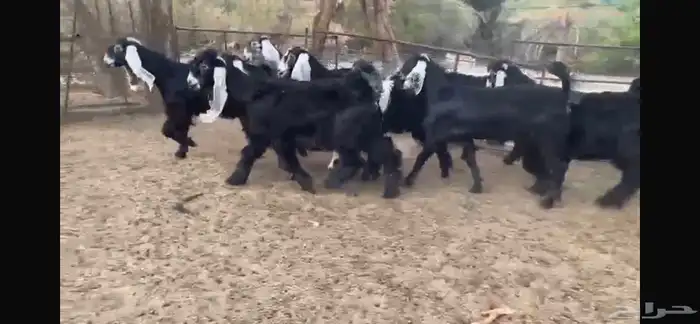 للبيع 8 جفار عوارض بفحلها 3