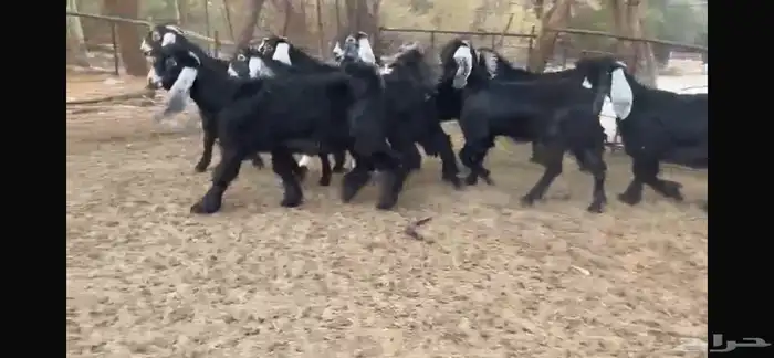 للبيع 8 جفار عوارض بفحلها 2