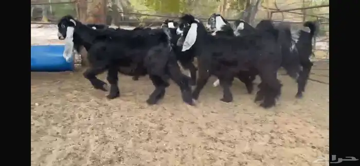 للبيع 8 جفار عوارض بفحلها 8