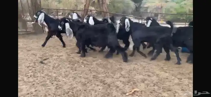 للبيع 8 جفار عوارض بفحلها 18