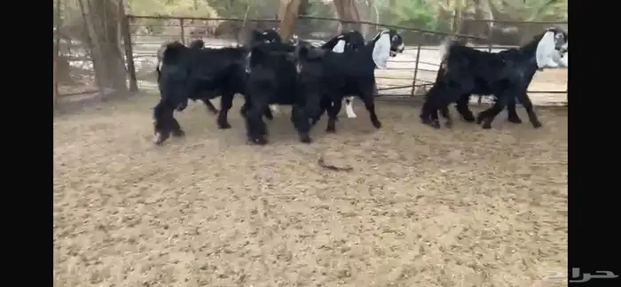 للبيع 8 جفار عوارض بفحلها 10