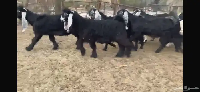 للبيع 8 جفار عوارض بفحلها 11