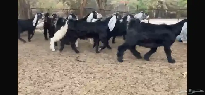 للبيع 8 جفار عوارض بفحلها 16
