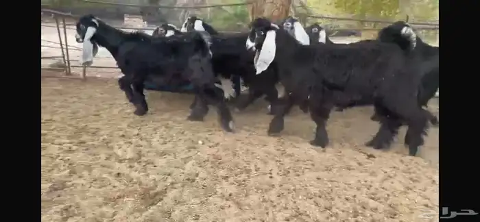 للبيع 8 جفار عوارض بفحلها 7