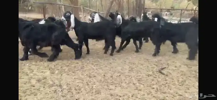 للبيع 8 جفار عوارض بفحلها 1