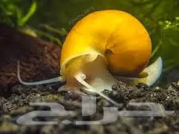حوض سمك زينة طبيعي 15