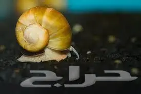 حوض سمك زينة طبيعي 16