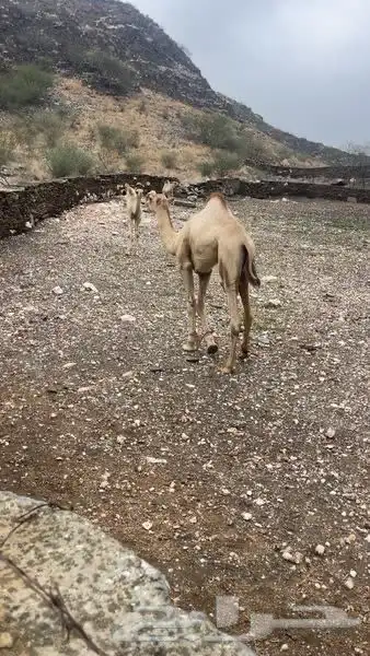 رجال المع العاينه 0