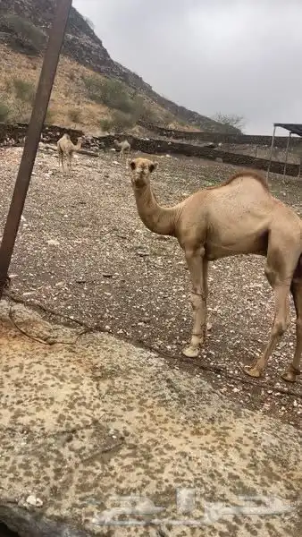 رجال المع العاينه 2