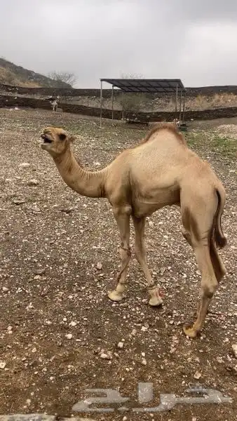 رجال المع العاينه 1