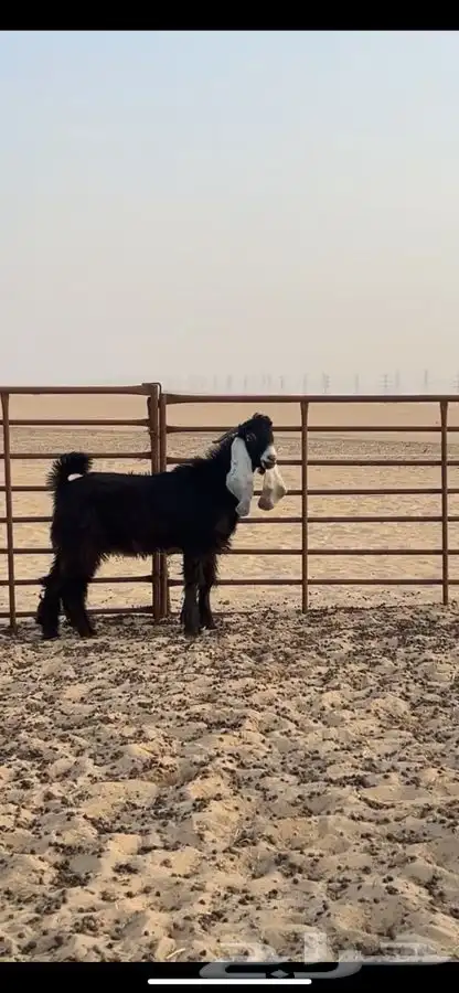 تيوس 0