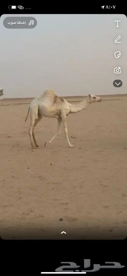 بكره قصب 0