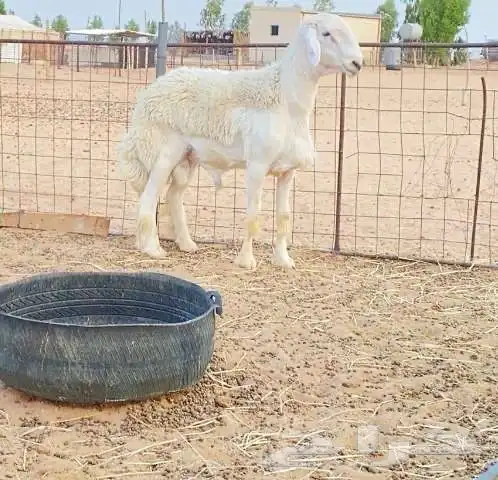 للبيع فحل حري 0