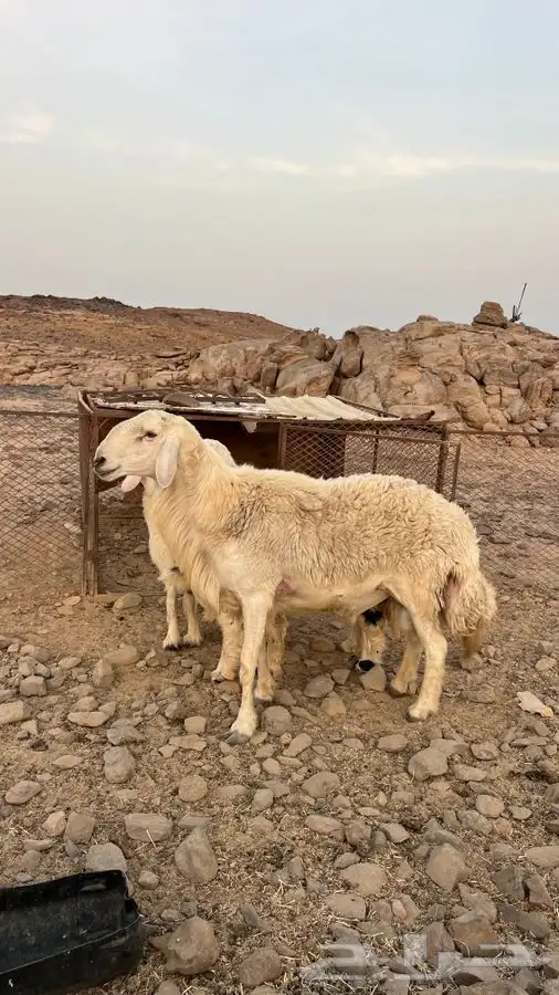 للبيع خرفان واحد نجدي عمره 6شهور وثاني فخل حري 0