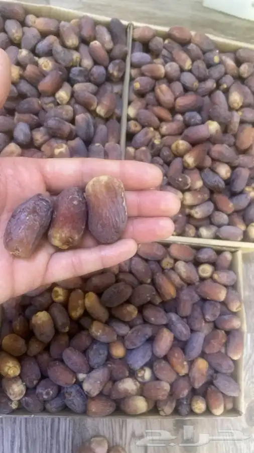 مجدول من المزرعه وادي الدواسر 0