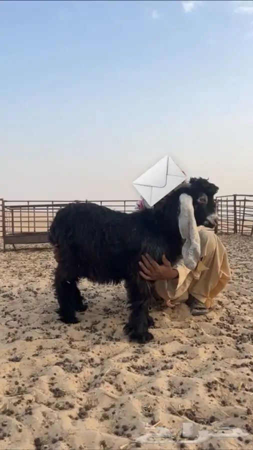 تيوس 2