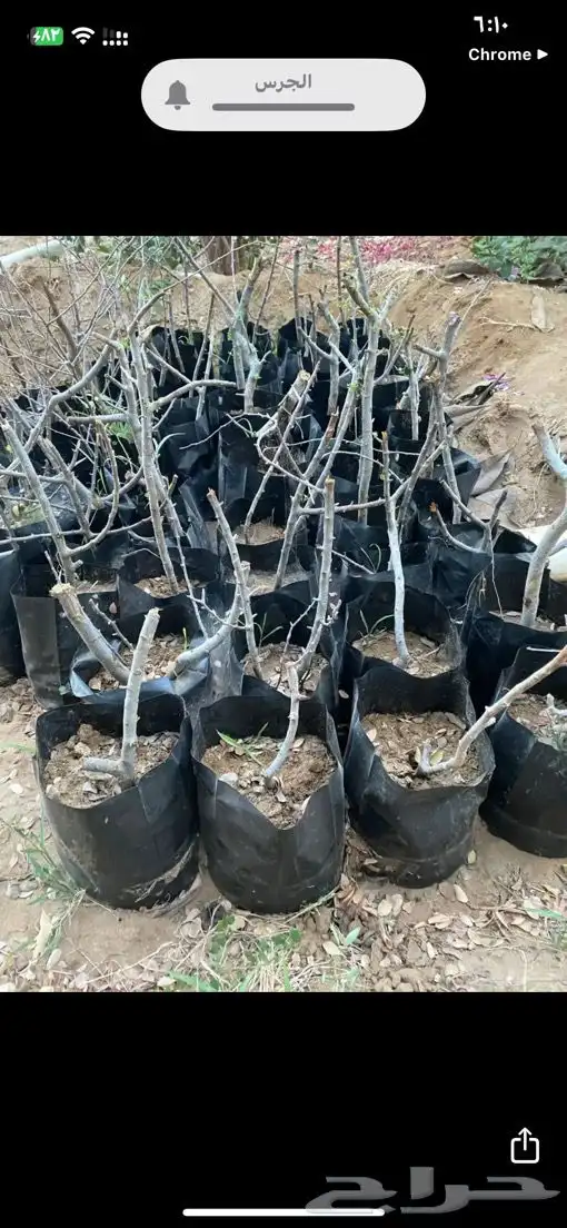 شتلات بشام جميع المقاسات عضوي بدون كيماوي 4