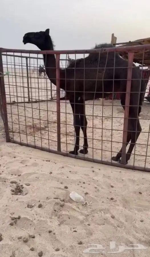 حواره مجهم طيبه 0