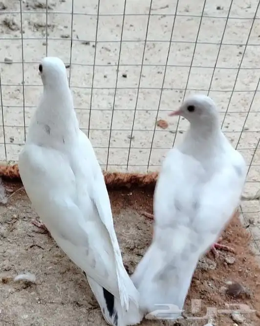 للبيع طبه صنعاوي لون رصاصي جميل 1
