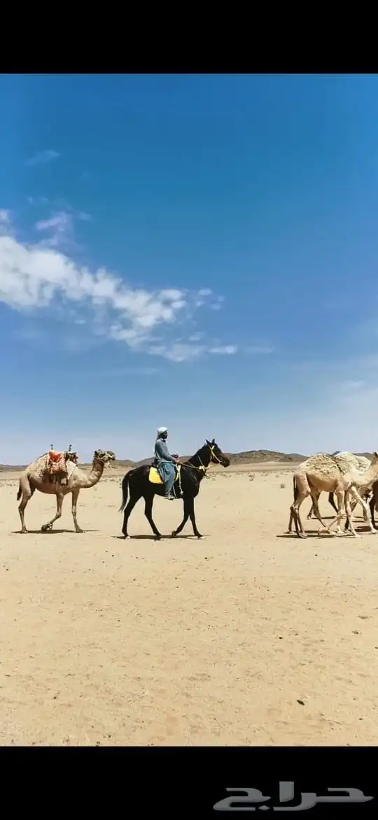 تم البيع 1