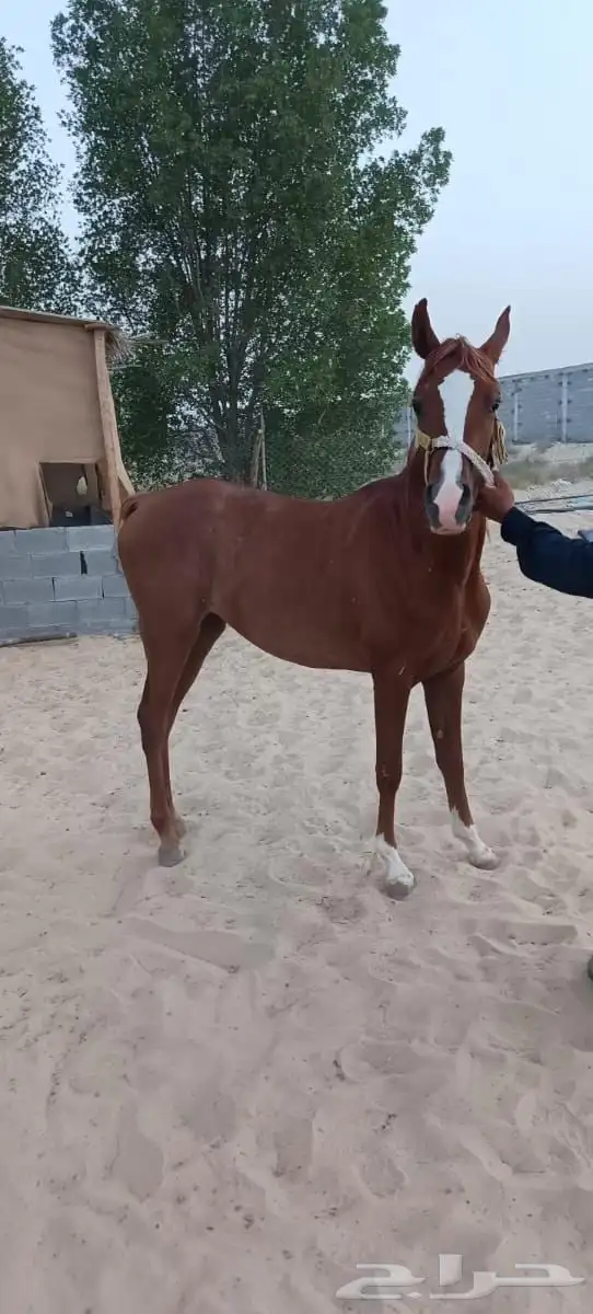 خيول للبيع 1