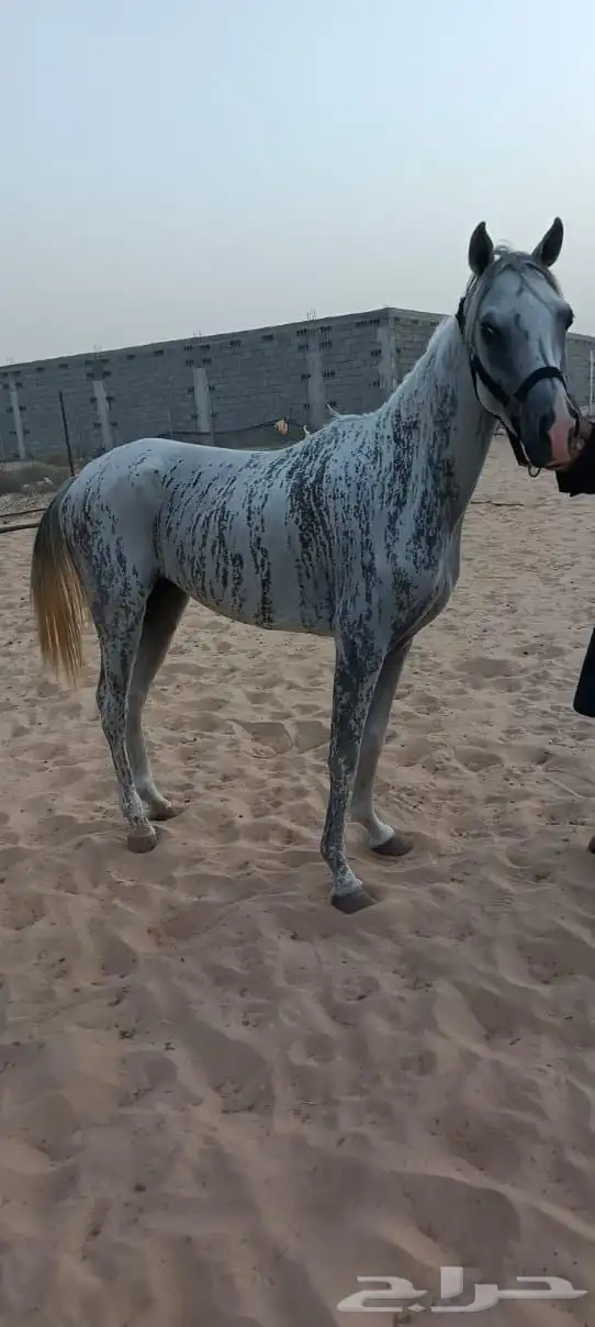 خيول للبيع 2
