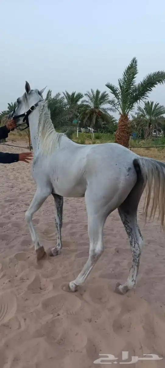 خيول للبيع 0