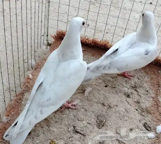 للبيع طبه صنعاوي لون رصاصي جميل 3
