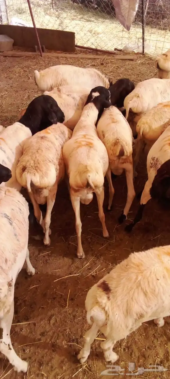 حلال مستورد جمله وتفريد 2