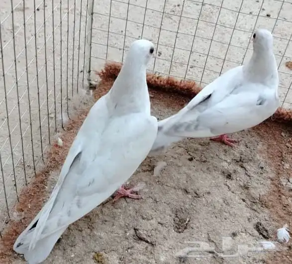 للبيع طبه صنعاوي لون رصاصي جميل 2