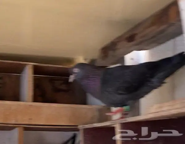 للبيع 4 ازوج قلابي 0