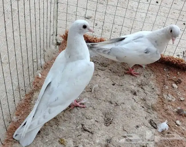 للبيع طبه صنعاوي لون رصاصي جميل 0