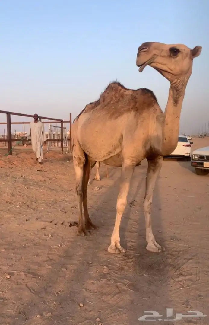 عشراء تحتها بكره كفو. تم البيع 6