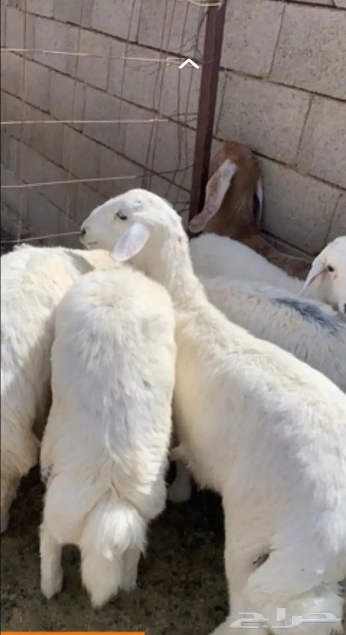 ذبايح الرس 9