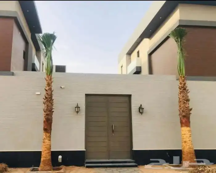 نخل واشنطن ملكي 4