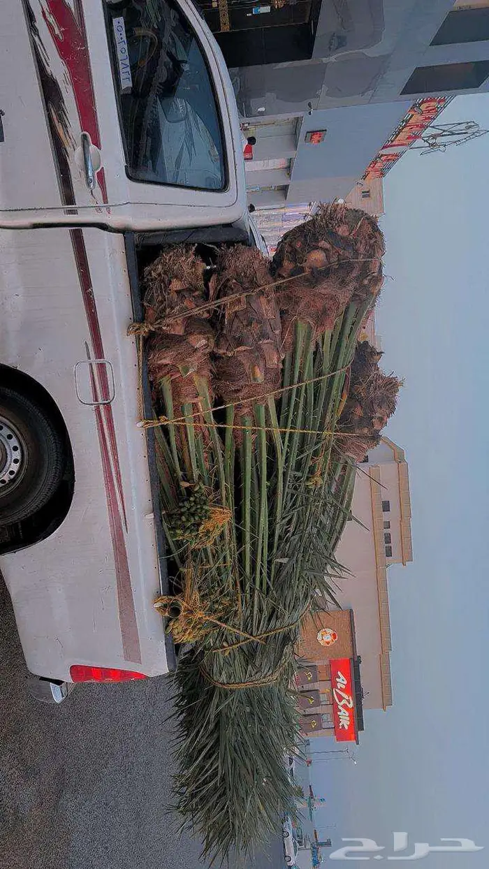 نخل للبيع مثمرة في جده و مكه 9
