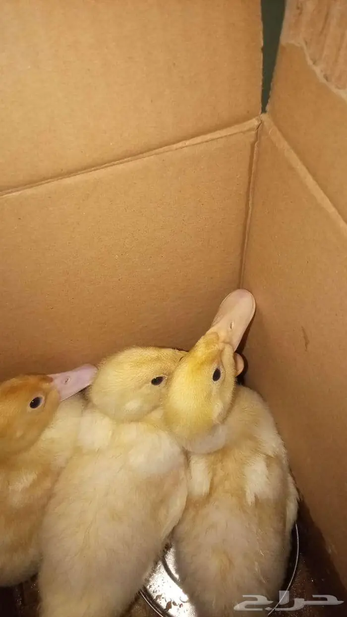 للبيع بط بلدي ماشاالله صحتهم كويسه سوم ومستعجل 2