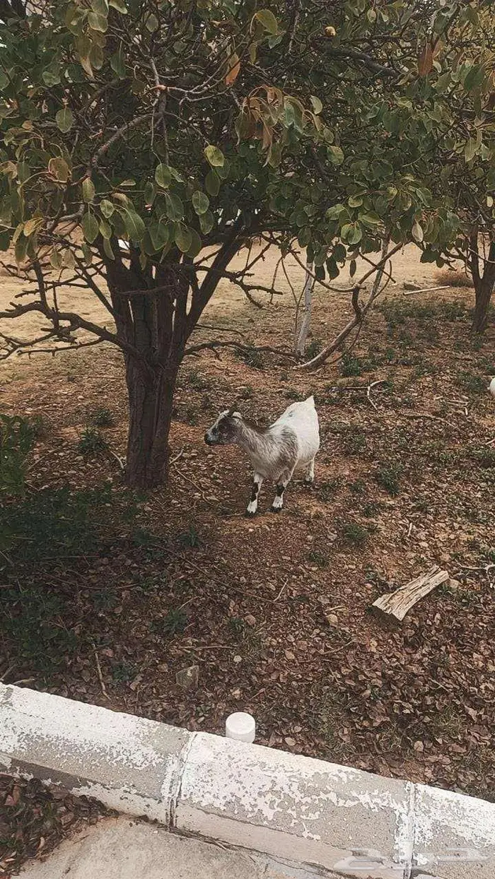 ماعز قزم تشيكي بيور 12
