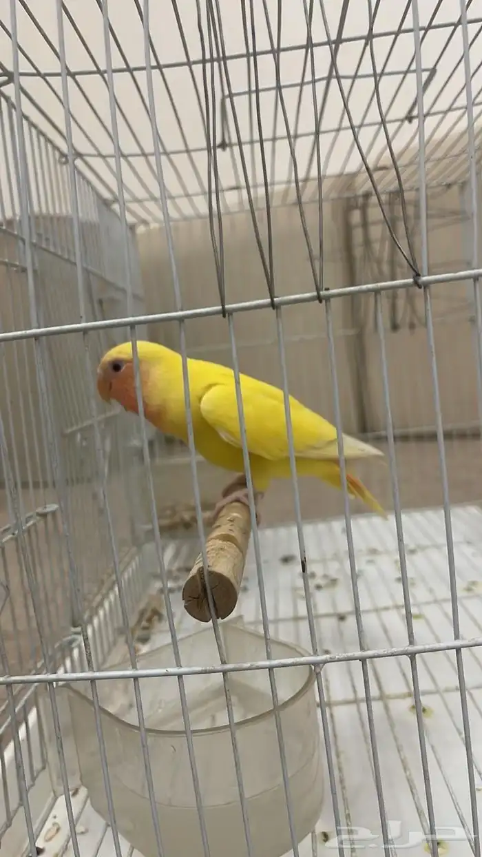 روز مفقود 0
