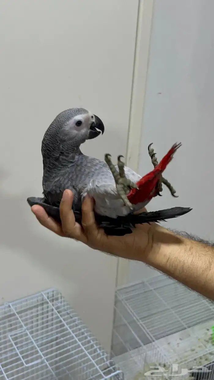 فرخ كاسكو اليف طفره 0